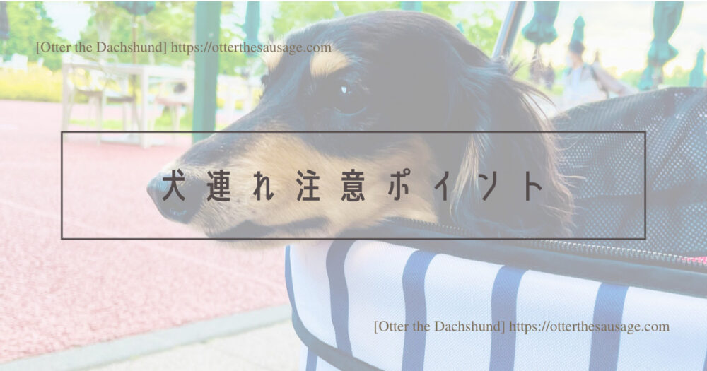 Header Image_Otter the Dachshund_travel with dogs_hang out with dogs_犬旅ブログ_犬とお出かけブログ_南軽井沢_離山房_犬連れカフェ_犬連れ注意ポイント